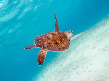 Téléchargez les photos : A beautiful young female turtle in the Mediterranean Sea - en image libre de droit