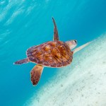 A beautiful young female turtle in the Mediterranean Sea 