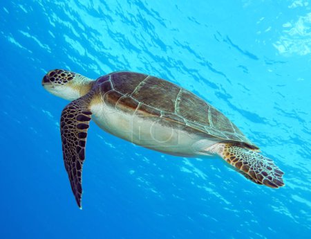 Eine grüne Meeresschildkröte auf dem Weg zur Oberfläche 