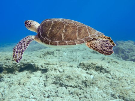 Téléchargez les photos : Tortue de mer verte - Chelonia mydas - en image libre de droit