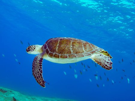 Téléchargez les photos : Chelonia mydas croisière dans la mer Méditerranée - en image libre de droit