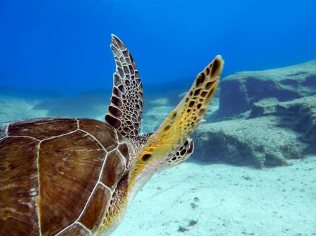 Foto de Close up of a green sea turtle in the Mediterranean Sea - Imagen libre de derechos