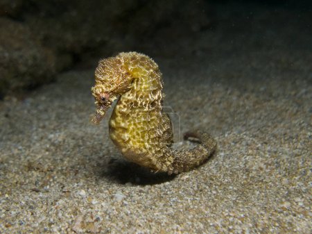 Caballo de mar dorado de pie en el fondo del mar