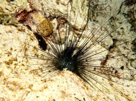 Foto de Long spend sea urchin from Cyprus - Imagen libre de derechos