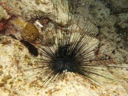 Téléchargez les photos : Oursin de mer Diadema setosom - en image libre de droit