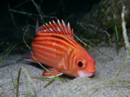 Photo for Red coat or soldier fish from Cyprus, Mediterranean Sea - Royalty Free Image