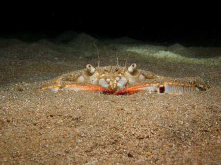 Crab buried in the sand 