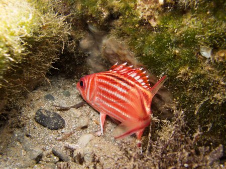 Photo for Squirrel fish or soldier fish from Cyprus - Royalty Free Image