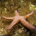Astropecten platyacanthus - Comb sea star 