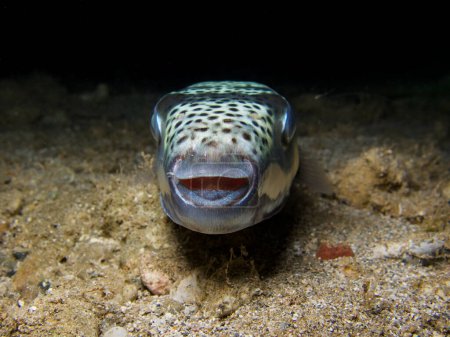 Poisonous silver-cheeked toadfish from Cyprus