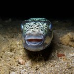 Poisonous silver-cheeked toadfish from Cyprus