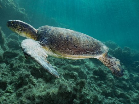 Téléchargez les photos : Gros plan d'une tortue de mer verte - en image libre de droit