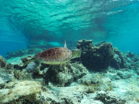 Grüne Meeresschildkröte unter Wasser 