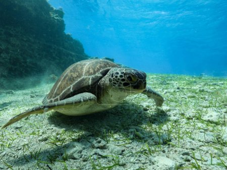 Grüne Meeresschildkröte weidet auf dem Meeresboden 