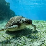 Green sea turtle grazing on the seabed 