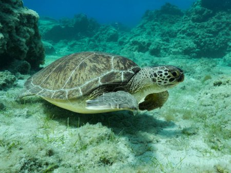 Photo for Close encounter with a green sea turtle - Royalty Free Image
