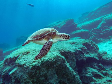 Photo for Green sea turtle from Cyprus - Royalty Free Image