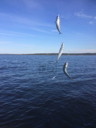 Photo for Fishing mackerel at Hvaler, Norway - Royalty Free Image