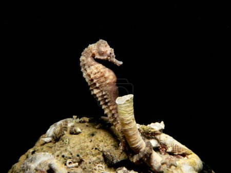 Caballo de mar unido a un gusano de tubo por la noche 
