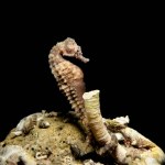 Sea horse attached to a tubeworm at night 