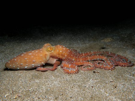 Photo for Callistoctopus macropus from Cyprus - Royalty Free Image
