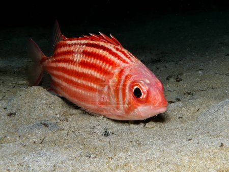 Photo for Red coat or soldier fish from Cyprus - Royalty Free Image
