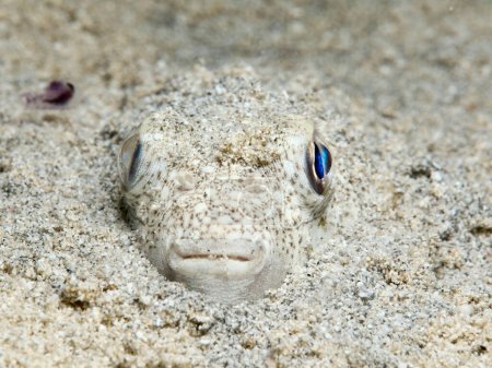 Photo for Yellow-spotted puffer fish buried in the sand - Royalty Free Image