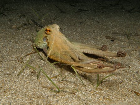 Une pieuvre amicale la nuit dans la mer Méditerranée 