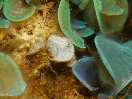 Alga de hoja laminada de Chipre