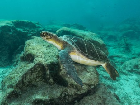 Grüne Meeresschildkröte aus Zypern 
