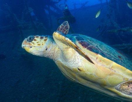 Green sea turtle from Zenobia wreck off Larnacas coast