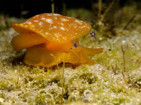 Photo for Rare invasive nudibranch in the Mediterranean Sea - Royalty Free Image