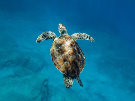 Grüne Meeresschildkröte schwimmt im Mittelmeer 
