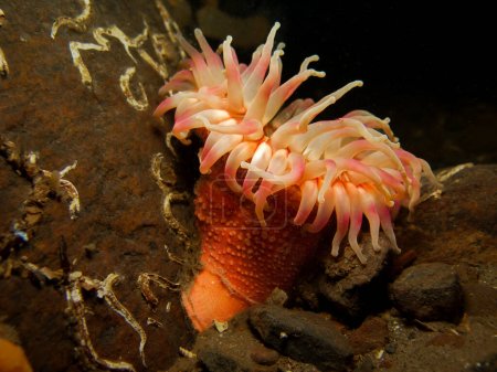 Photo for Sea anemone Urticina eques - Royalty Free Image