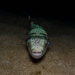 Deadly invasive toadfish in the Mediterranean Sea 