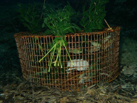 Téléchargez les photos : Cage piège à poissons avec appât et prises de poissons - en image libre de droit