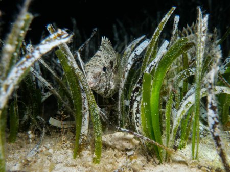 Atardecer spinefoot escondido entre algas marinas