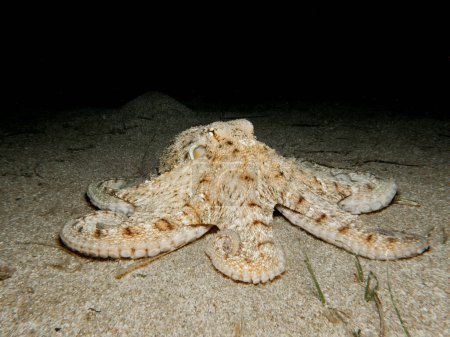 Photo for Octopus vulgaris on sand  at night - Royalty Free Image