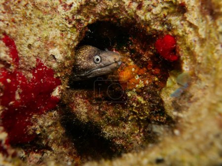 Photo for Muraena Helena looking out from its hide out - Royalty Free Image