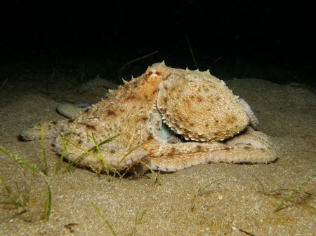 Gewöhnlicher Oktopus aus Zypern, Mittelmeer