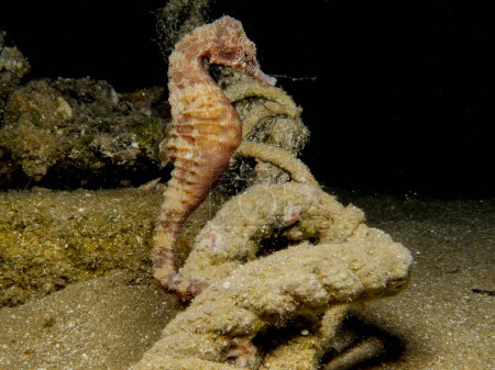 Photo for Hippocampus fuscus attached to a rope - Royalty Free Image