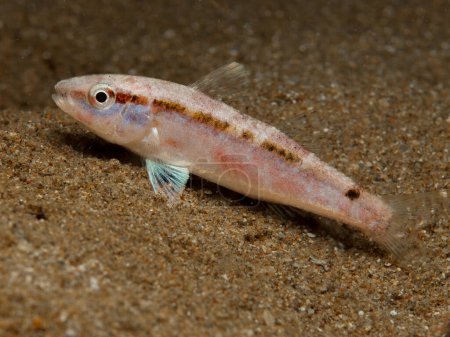 Juvenile goat fish from Cyprus 