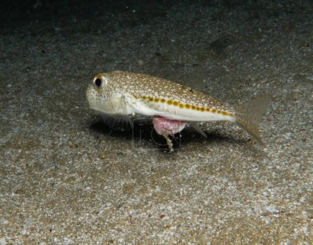 Injured yellowspotted pufferfish in distress
