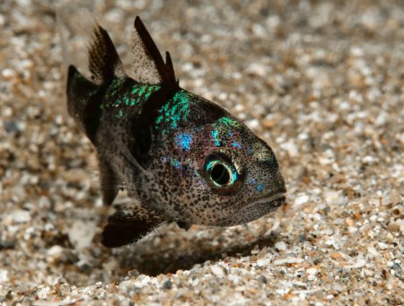 Foto de Pharaos cardinal fish from Cyprus - Imagen libre de derechos