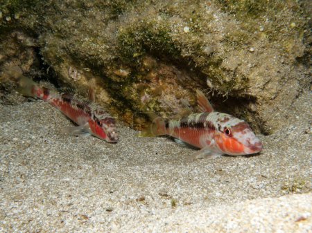 Foto de Pez cabra del Mar Rojo de Chipre - Imagen libre de derechos