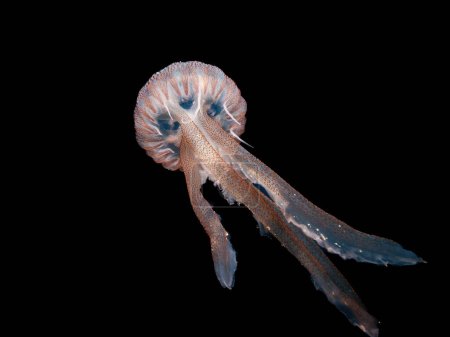 Medusas brillantes por la noche en el Mediterráneo 