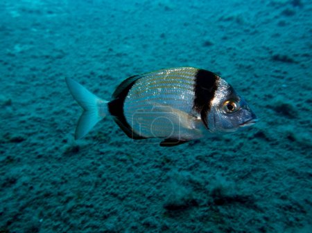 Shiny two banded sea bream 