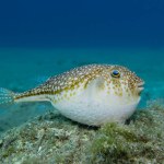 inflated invasive pufferfish from the island of Cyprus 