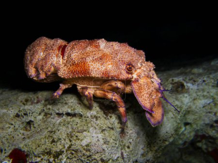 Téléchargez les photos : Mediterranean slipper lobster - Scyllarides latus - en image libre de droit