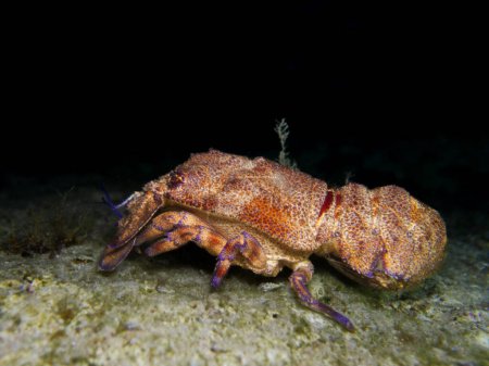 Téléchargez les photos : Pantoufle de Méditerranée homard de Chypre - en image libre de droit